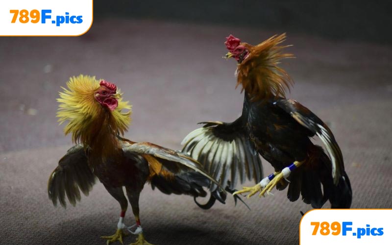 Đá gà cựa sắt