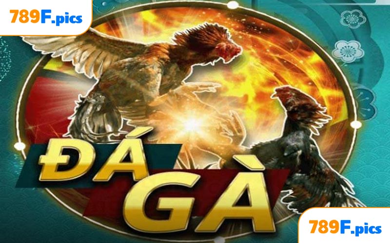 Đá gà Thomo tại 789F