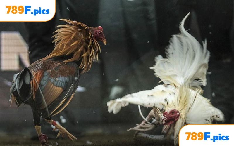 Áp Dụng Một vài mẹo nho nhỏ khi chơi đá gà cựa sắt