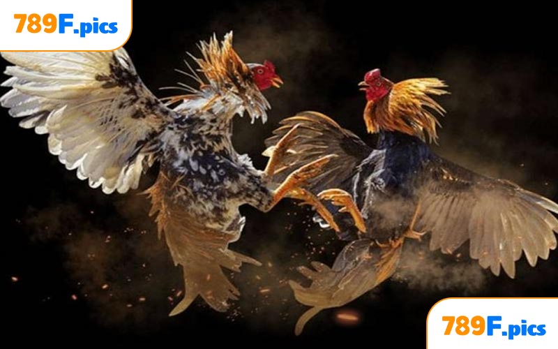 Những lợi thế nổi bật khi tham gia đá gà Thomo 789F
