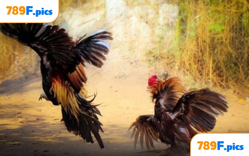 Những thông tin chi tiết về đá gà cựa sắt